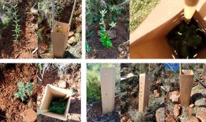 Reforestacion PROTECTORES DE PLAGAS DE CONEJOS