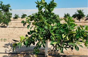 protectores agricultura sostenible