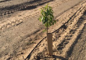 PROTECTORES DE PLAGAS DE CONEJOS