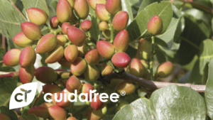 cultivos-cuidatree-sostenibilidad