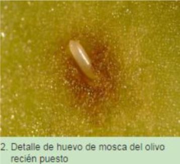la-mosca-del-olivo-larva