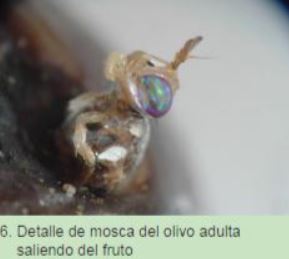 mosca-del-olivo