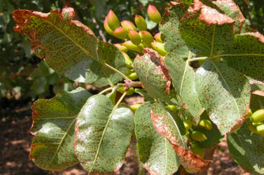 Septoria pistacina Allescher, S. pistaciarum Caracc, S. pistaciae Desmaz (SEPTORIA)