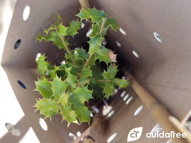 Protectores plantas forestales