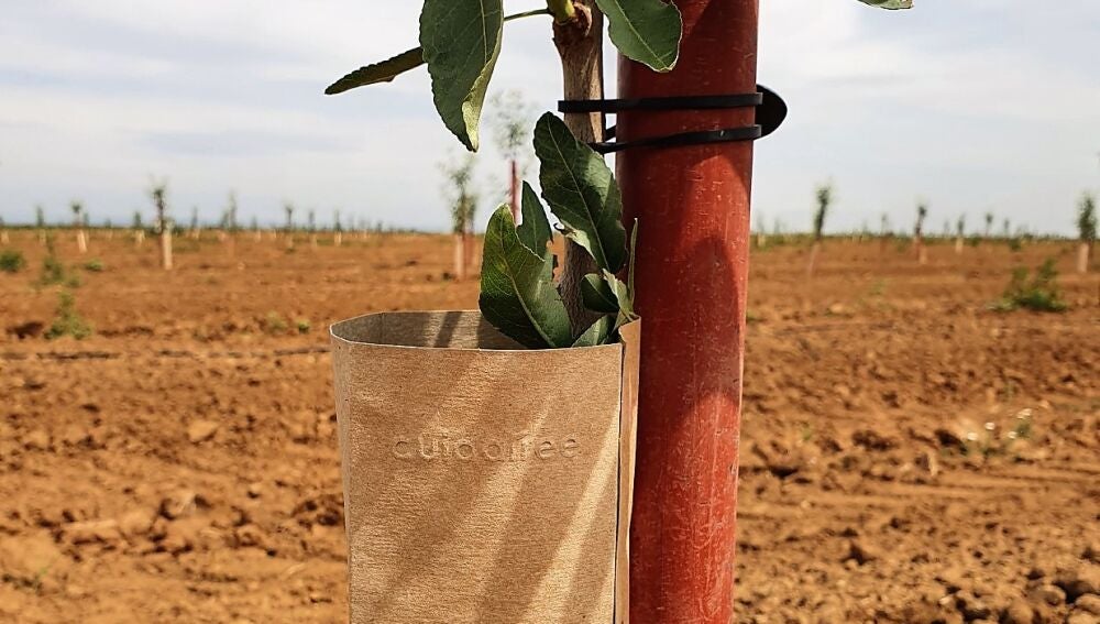 Una empresa de Elche desarrolla un protector de plantas biodegradable y reutilizable