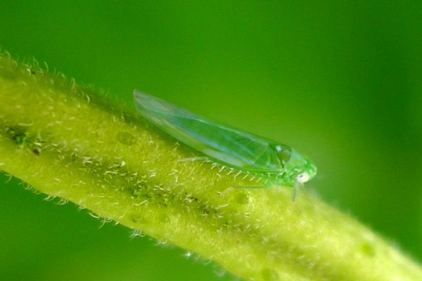 Empoasca vitis Cicadellidae - Mosquito verde del Almendro