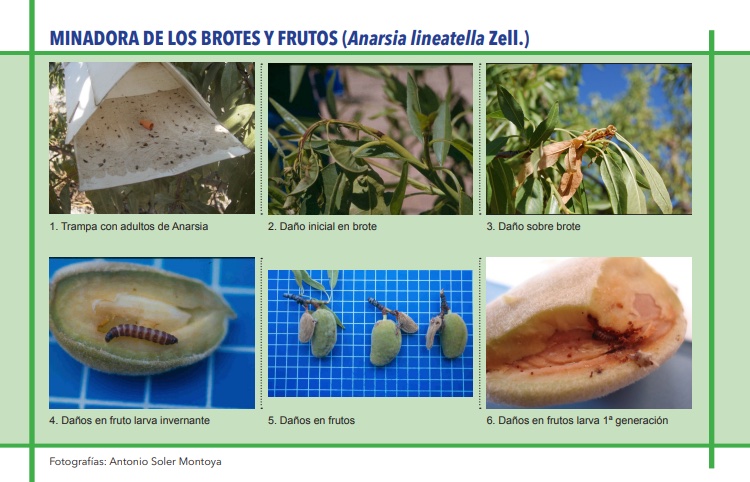 MINADORA DE LOS BROTES Y FRUTOS (Anarsia lineatella Zell.)