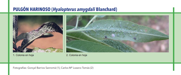 PULGÓN HARINOSO (Hyalopterus amygdali Blanchard)
