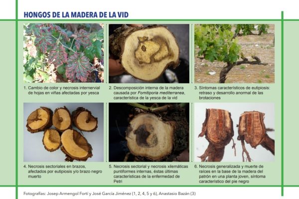 Hongos de la madera de la vid: Plantas jóvenes y plantas adultas