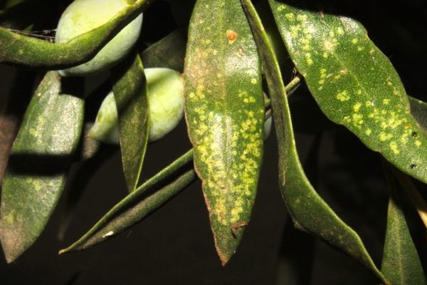 Plagas de acariosis en el olivo