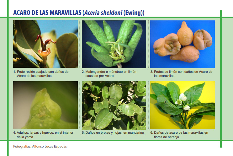 ACARO DE LAS MARAVILLAS (Aceria sheldoni Ewing)