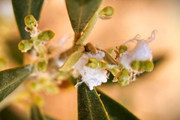 El algodoncillo en plantaciones de olivo