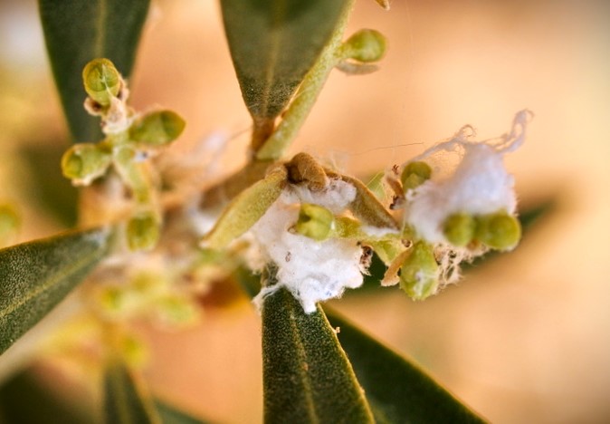 El algodoncillo en plantaciones de olivo