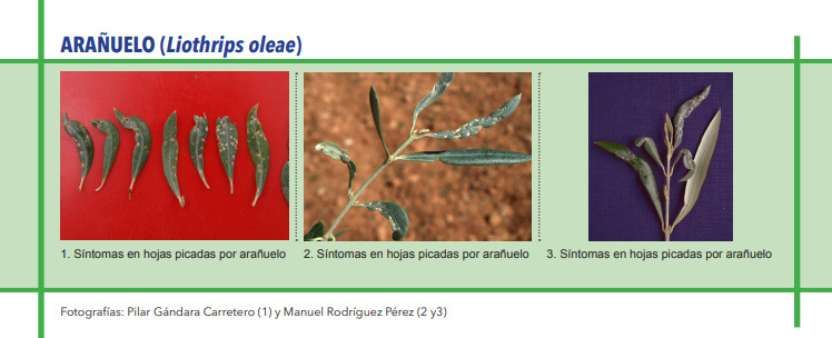 ARAÑUELO (Liothrips oleae)