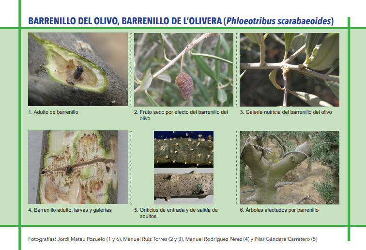BARRENILLO DEL OLIVO, BARRENILLO DE L’OLIVERA (Phloeotribus scarabaeoides)