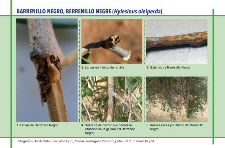 BARRENILLO NEGRO, BERRENILLO NEGRE (Hylesinus oleiperda)