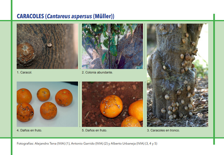 CARACOLES (Cantareus aspersus (Müller)