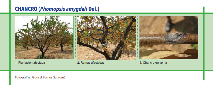 CHANCRO (Phomopsis amygdali Del.)