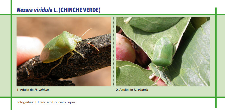 CHINCHE VERDE (Nezara viridula L.)