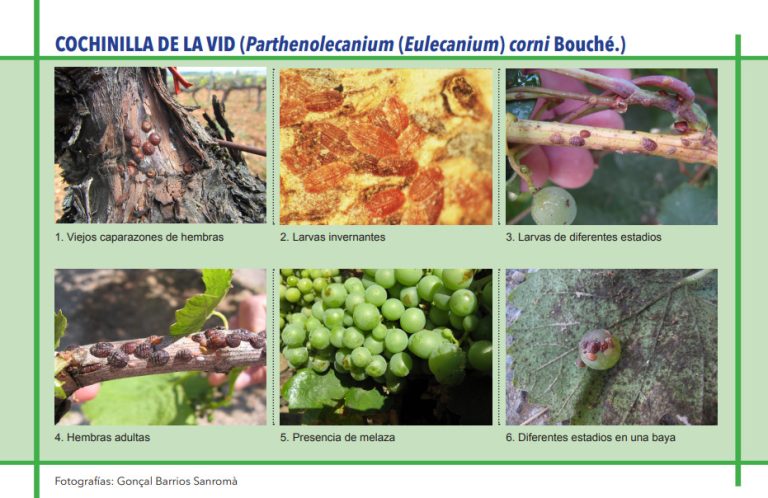 COCHINILLA DE LA VID (Parthenolecanium (Eulecanium) corni Bouché.)