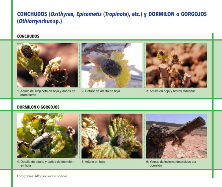 CONCHUDOS (Oxithyrea, Epicometis (Tropinota), etc.) y DORMILON o GORGOJOS (Othiorrynchus sp.)