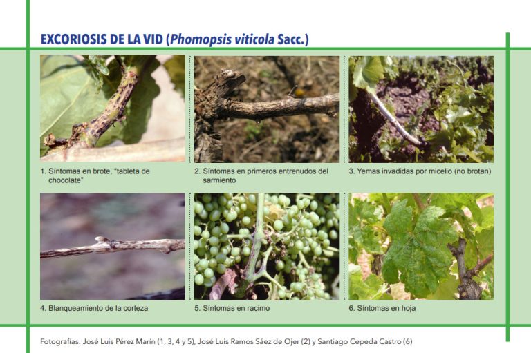 EXCORIOSIS DE LA VID (Phomopsis viticola Sacc.)