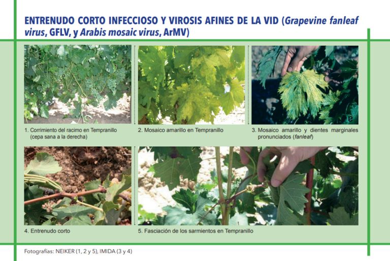 ENTRENUDO CORTO INFECCIOSO Y VIROSIS AFINES DE LA VID (Grapevine fanleaf virus, GFLV, y Arabis mosaic virus, ArMV)