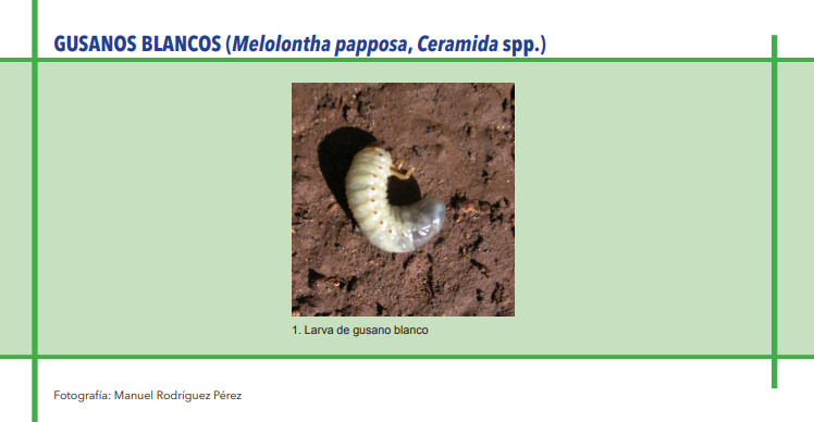 GUSANOS BLANCOS (Melolontha papposa, Ceramida spp.)