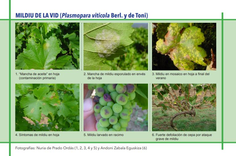 MILDIU DE LA VID (Plasmopara viticola Berl. y de Toni)