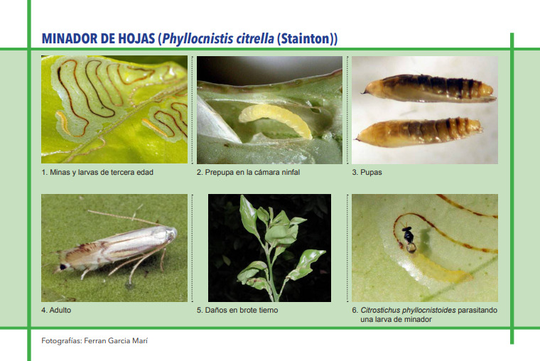 MINADOR DE HOJAS (Phyllocnistis citrella (Stainton)