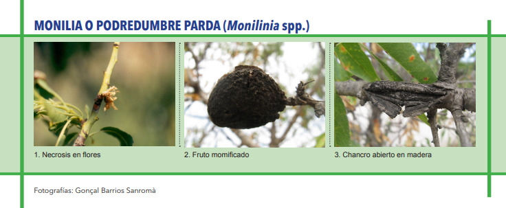 MONILIA O PODREDUMBRE PARDA (Monilinia spp.)