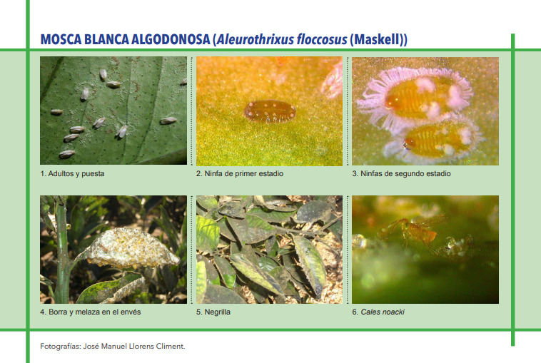 MOSCA BLANCA ALGODONOSA (Aleurothrixus floccosus (Maskell)