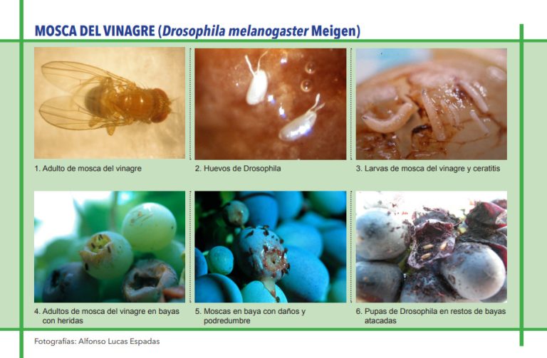 MOSCA DEL VINAGRE (Drosophila melanogaster Meigen)