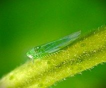 El mosquito verde en la uva de transformación