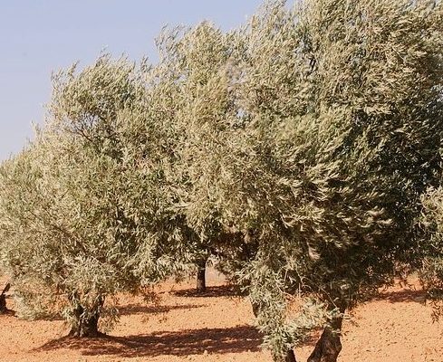 Principales enfermedades del olivo