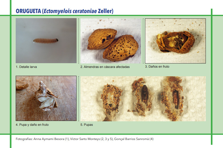Orugueta del almendro (Ectomyelois ceratoniae Zeller)