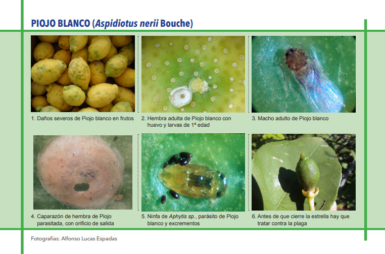PIOJO BLANCO (Aspidiotus nerii Bouche)