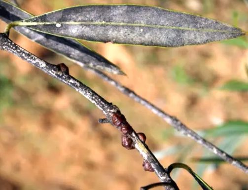 La cochinilla de la tizne o caparreta en el olivo