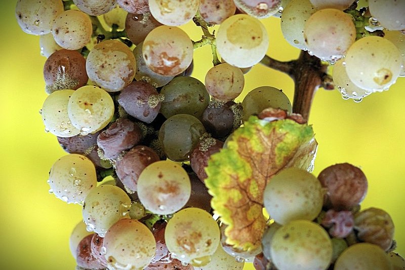 Podredumbre gris o botritis en la uva de transformación