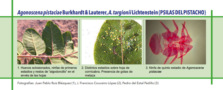 PSILAS DEL PISTACHO (Agonoscena pistaciae Burkhardt & Lauterer, A. targionii Lichtenstein)