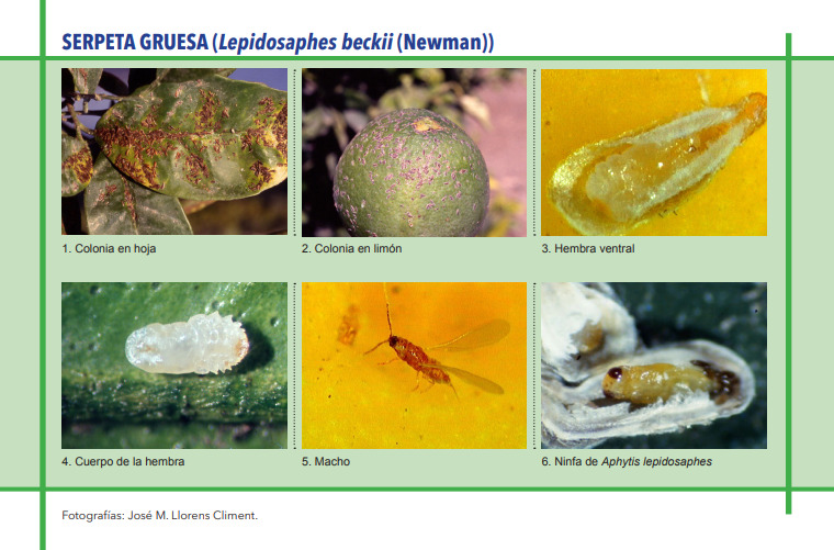SERPETA GRUESA (Lepidosaphes beckii (Newman)