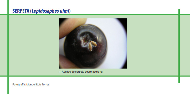 SERPETA (Lepidosaphes ulmi)