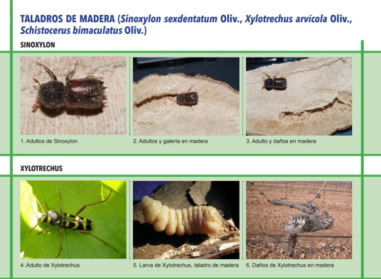 TALADROS DE MADERA (Sinoxylon sexdentatum Oliv., Xylotrechus arvícola Oliv., Schistocerus bimaculatus Oliv.)