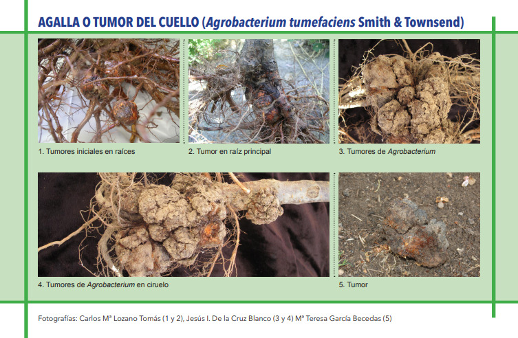 AGALLA O TUMOR DEL CUELLO (Agrobacterium tumefaciens Smith & Townsend)