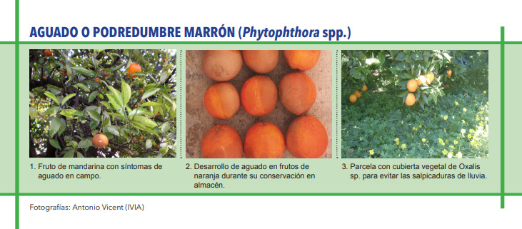 AGUADO O PODREDUMBRE MARRÓN (Phytophthora spp.)