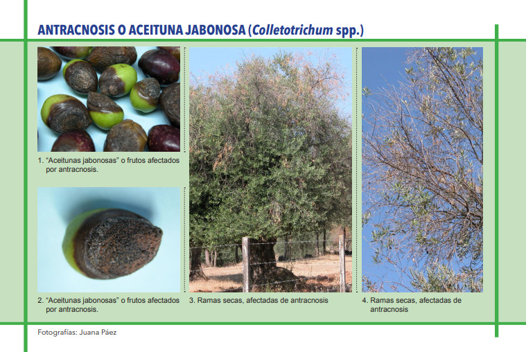 ANTRACNOSIS O ACEITUNA JABONOSA (Colletotrichum spp.)