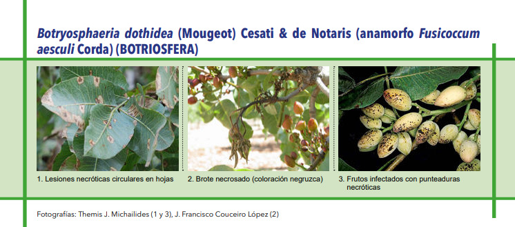 BOTRIOSFERA (Botryosphaeria dothidea (Mougeot) Cesati & de Notaris (anamorfo Fusicoccum aesculi Corda)