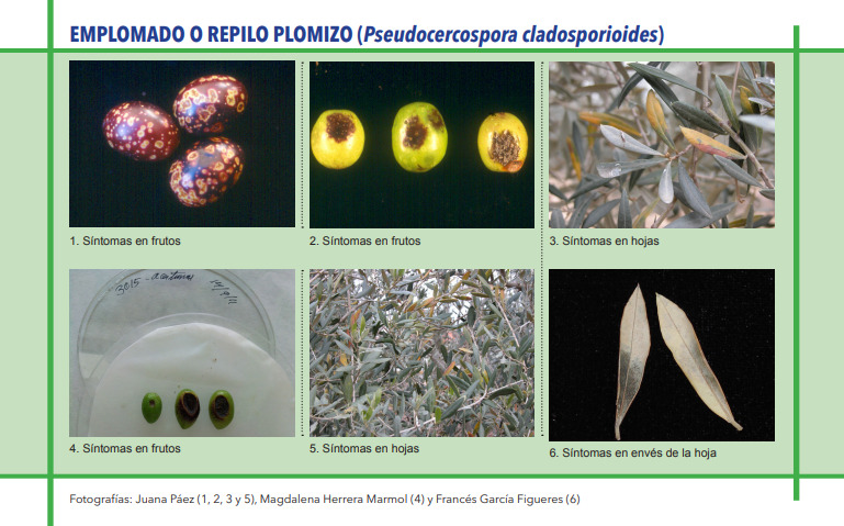 EMPLOMADO O REPILO PLOMIZO (Pseudocercospora cladosporioides)