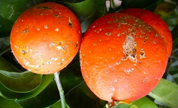 La mancha marrón de las mandarinas en cultivos de cítricos