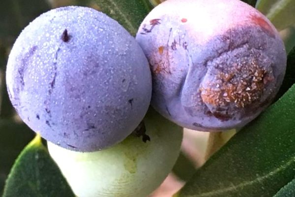 La antracnosis o aceituna jabonosa en el olivo